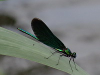 Demoiselle (ph. Mrugala F., aout 2019, Allemagne, Lac Seehof)(5) 